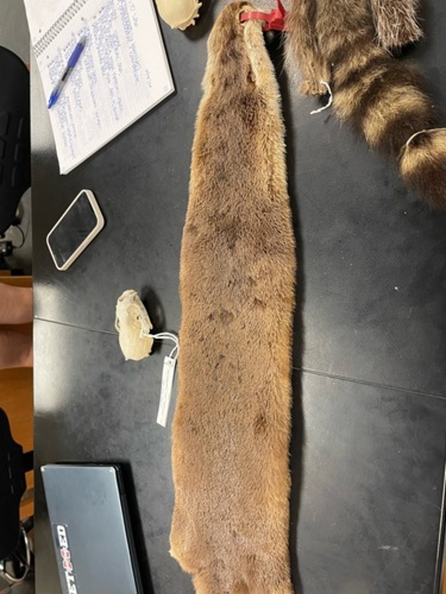 <p>Family: Mustelidae</p><p>Genus & Species: Lontra canadensis</p>