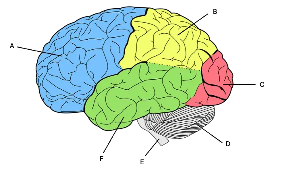 <p>cerebellum</p>