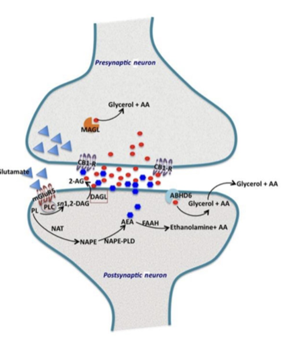 <p>- When the presynaptic cell is excitatory (e.g., glutamatergic), the effect is depolarization-induced suppression of excitation (DISE) </p><p>- endocannabinoid (2-AG) release that starts the process is triggered by depolarization of the postsynaptic cell</p><p>In hippocampus, glutamate binds to post-synaptic mGlur5 receptors:</p><p>- Activates PLC&gt;&gt;&gt;2-AG release</p><p>- 2-AG diffuses to nerve terminal and and activates CB1 receptors to reduce glutamate release</p>