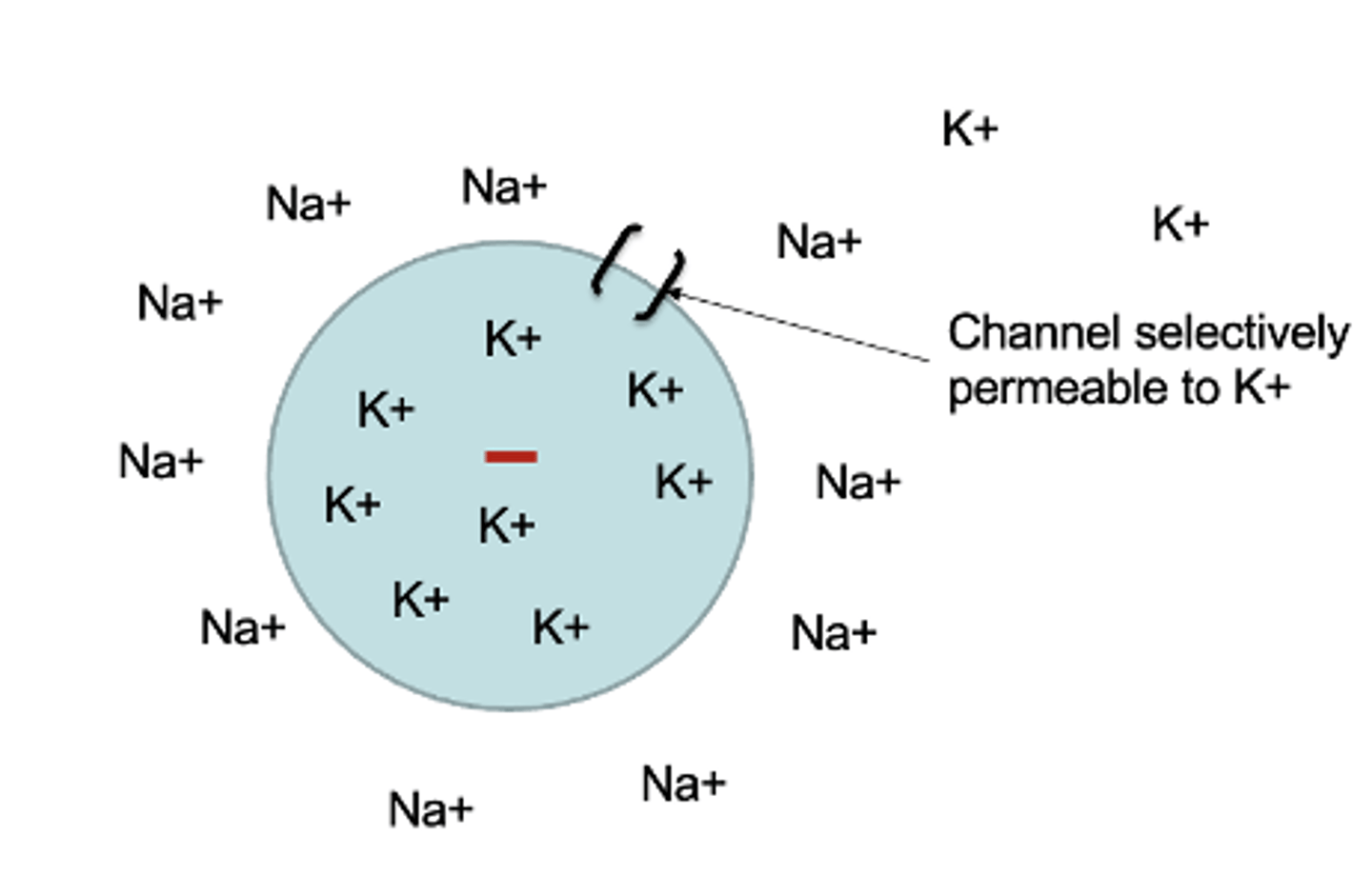 <p>negatively drawing K+ back into the cell<br>- the 'reversal'<br>- 2 forces of moving ions in/out of the cell until the concentration force pushing out is exactly balanced by the electrical force pulling in</p>