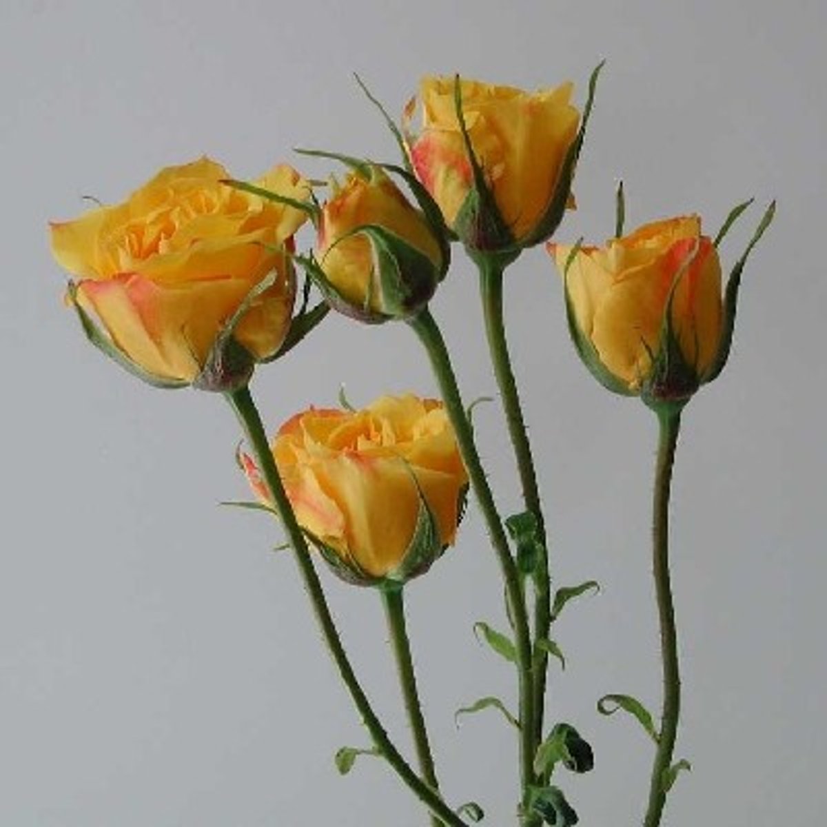 <p>Spray roses</p>