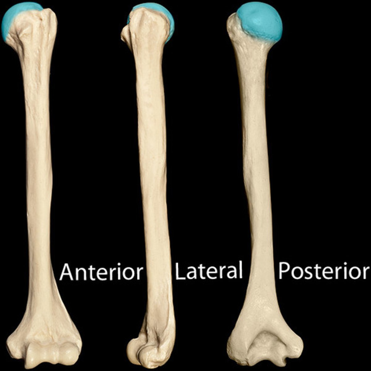 <p>Smooth rounded proximal portion</p>