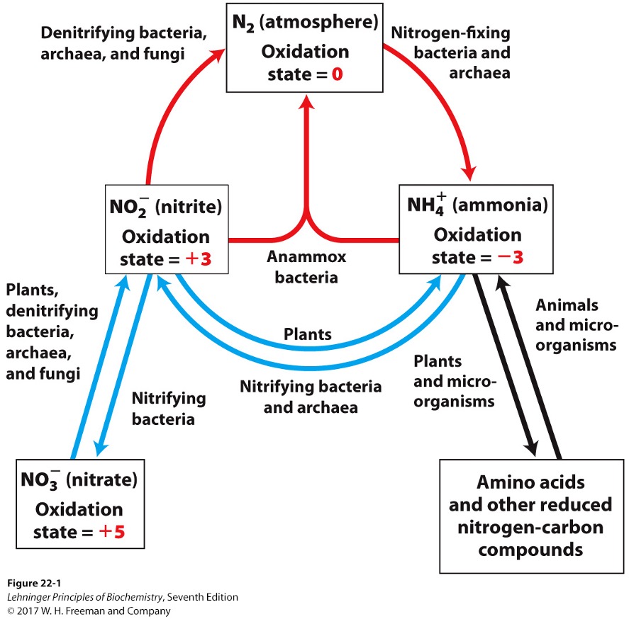 <ul><li><p>bacteria oxidize ammonia into nitrite (NO2-) and nitrate (NO3-)</p></li></ul><p></p>