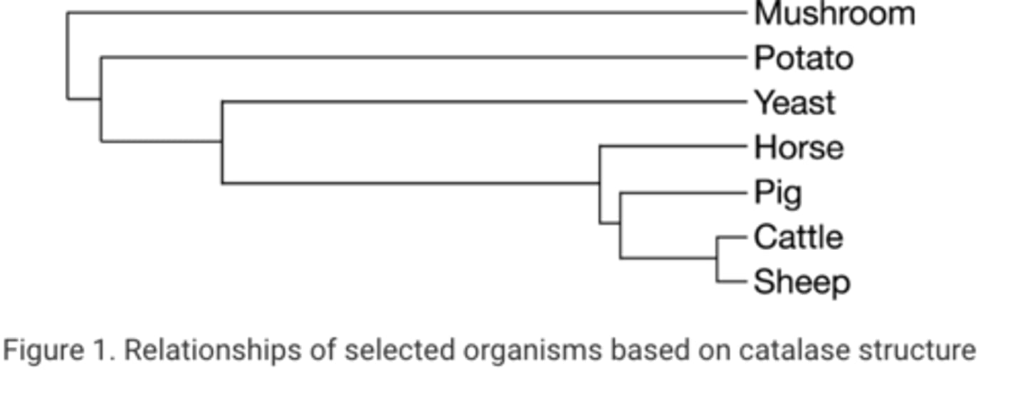 <p>D Cattle and sheep are separated by only one node, and they are separated from the other organisms by more than one node.</p>