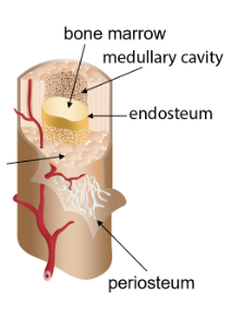 <p>Medullary cavity</p>