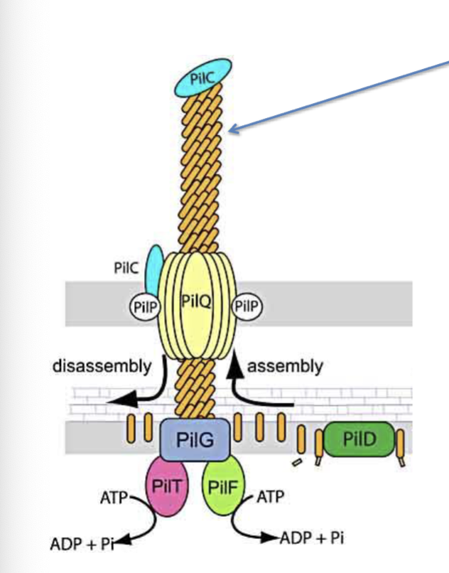 <p>PilE (arrow)- major pilin</p><p><span>PilC- acts as the adhesin</span><br><span>PilF- drives extension pushing PilE monomers through PilG to add to cell proximal end of the pilus and push it through PilQ</span><br><span>PilT- drives retraction causing removal of PilE monomers from cell proximal end of pilus</span><br><span>Monomers remain stored in the inner membrane for re-use</span><br><span>PilC is necessary for binding epithelial cells and establishing infection</span></p>