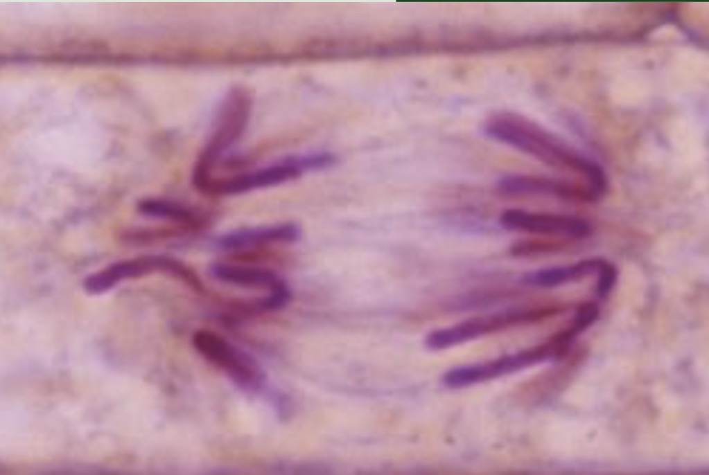 <p>Anaphase </p>