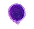 <p>What cell is this?</p>