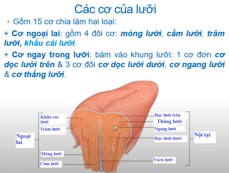 <p><strong>Cơ </strong><span style="color: red"><strong>không </strong></span><strong>phải là cơ ngoại lai của lưỡi?</strong></p><p>A. Cơ trâm lưỡi</p><p>﻿﻿B. Cơ móng lưỡi</p><p>﻿﻿C. Cơ cằm lưỡi</p><p>D. Tất cả đều sai</p>