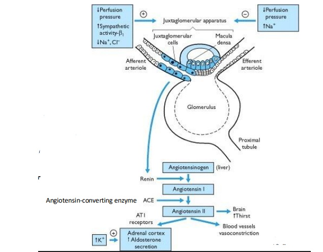 <p>Angiotensin II is produced from the conversion of angiotensin I by the enzyme angiotensin-converting enzyme (ACE), primarily in the lungs, in response to decreased blood flow or blood pressure detected by juxtaglomerular cells at the kidney.</p>