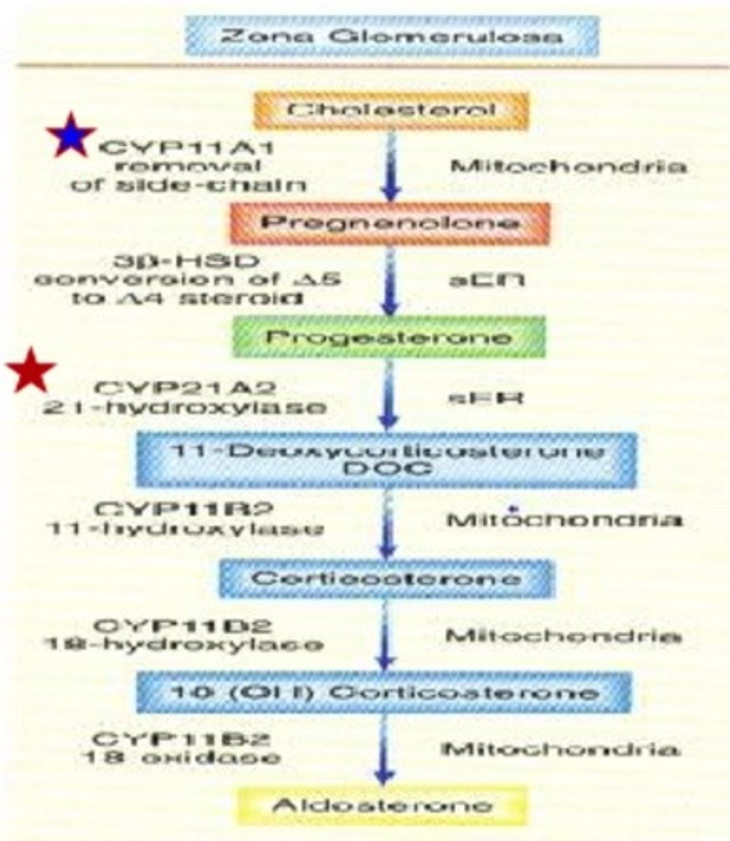 <p>1. CYP11A1 = catalyzes conversion of cholesterol to pregnenolone</p><p>2. CYP21A2 = catalyzes conversion of progesterone to glucocorticoids + mineralcorticoids</p>