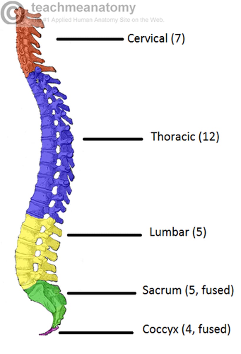 <p>- cervical (7 vertebrae)</p><p>- thoracic (12 vertebrae)</p><p>- lumber (5 vertebrae)</p><p>- sacrum (5 fused vertebrae)</p><p>- coccyx (4 fused vertebrae)</p>