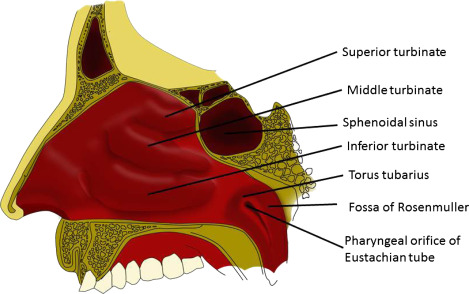 <p>What is the area directly posterior to the nose?</p>
