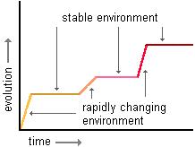 <p>Organisms go through fast periods of change, followed by long periods of no change</p>