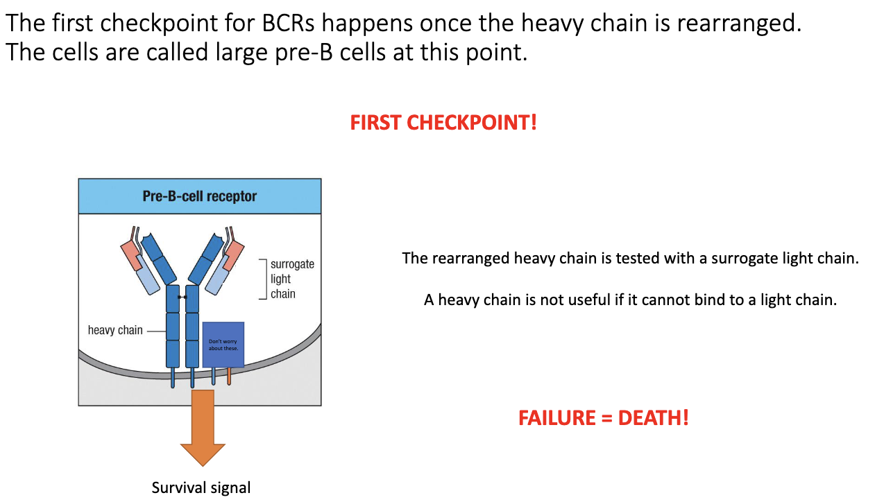 <ul><li><p>After a <strong>productive heavy-chain VDJ</strong>, the cell forms a <strong>pre-B-cell receptor</strong>.</p></li><li><p>Uses a <strong>surrogate light chain</strong> (parallel to surrogate α chain in T cells).</p></li><li><p>If surrogate light chain pairs correctly with the heavy chain → <strong>successful signaling</strong> → survival.</p></li><li><p>If the heavy chain <strong>cannot pair</strong> with a light chain → <strong>no signal → death by neglect</strong>.</p></li><li><p>Ensures the heavy chain is both <strong>properly folded</strong> and <strong>able to form a functional BCR</strong>.</p></li></ul><p></p>