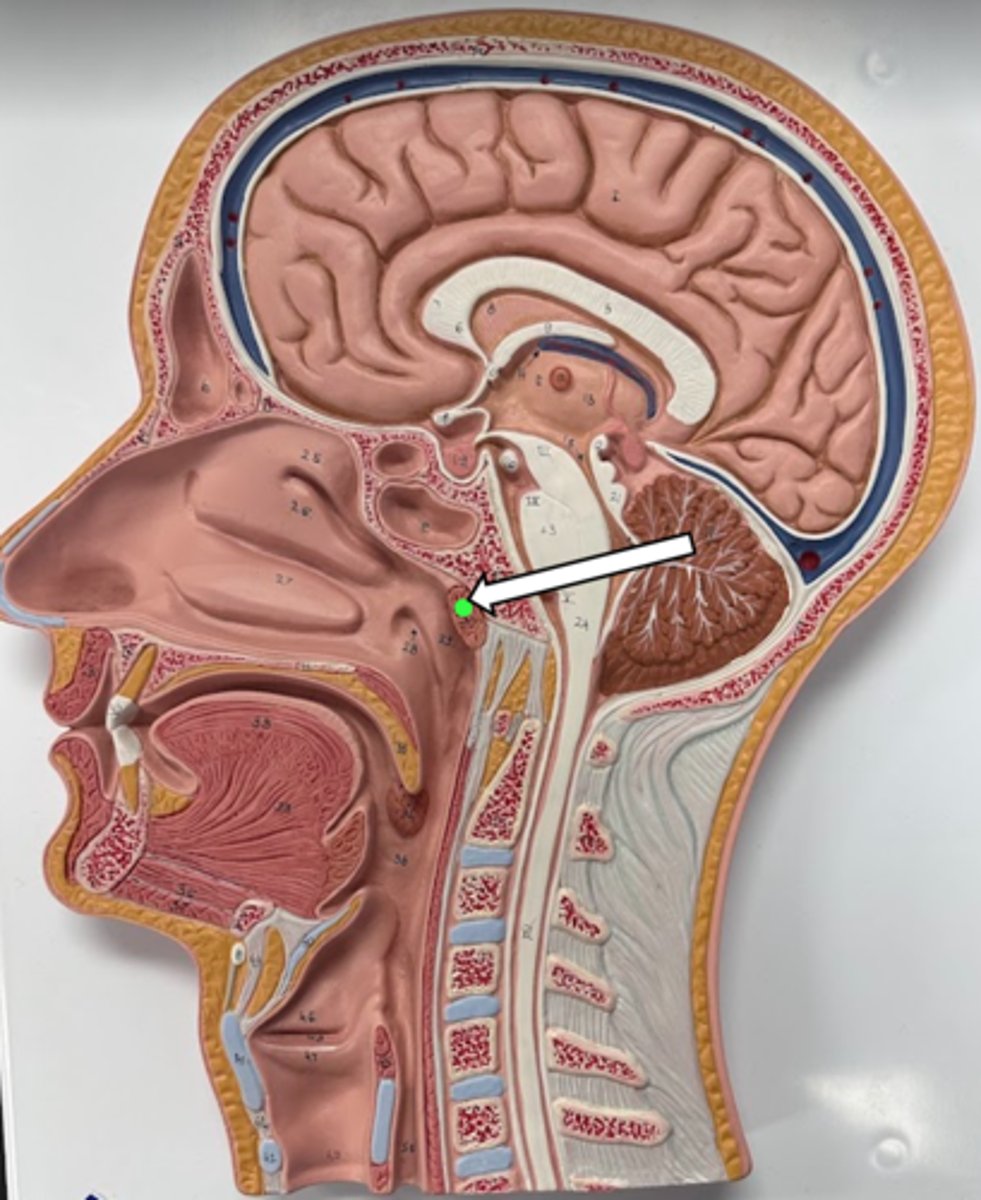 <p>name the structure</p>