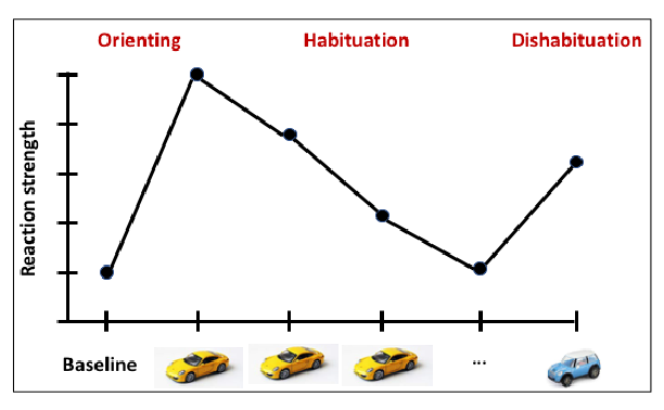 <p>Babies cannot speak, so how do you meet the response of a baby?</p><p>We use the concept of <strong>Habituation / Dishabituation</strong>.</p><ol><li><p><strong>Orienting response</strong></p></li><li><p><strong>Habituation</strong>: slow, changed, or stopped response to repeated presentation of the same stimulus.</p></li><li><p><strong>Dishabituation</strong>: increase in responding to a new stimulus or habituated stimulus after introducing a deviant.</p></li></ol><p></p>