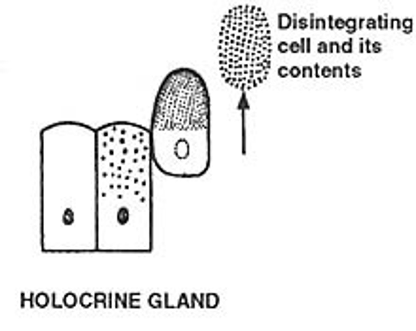 <p>The whole cell detaches with the secretion</p>