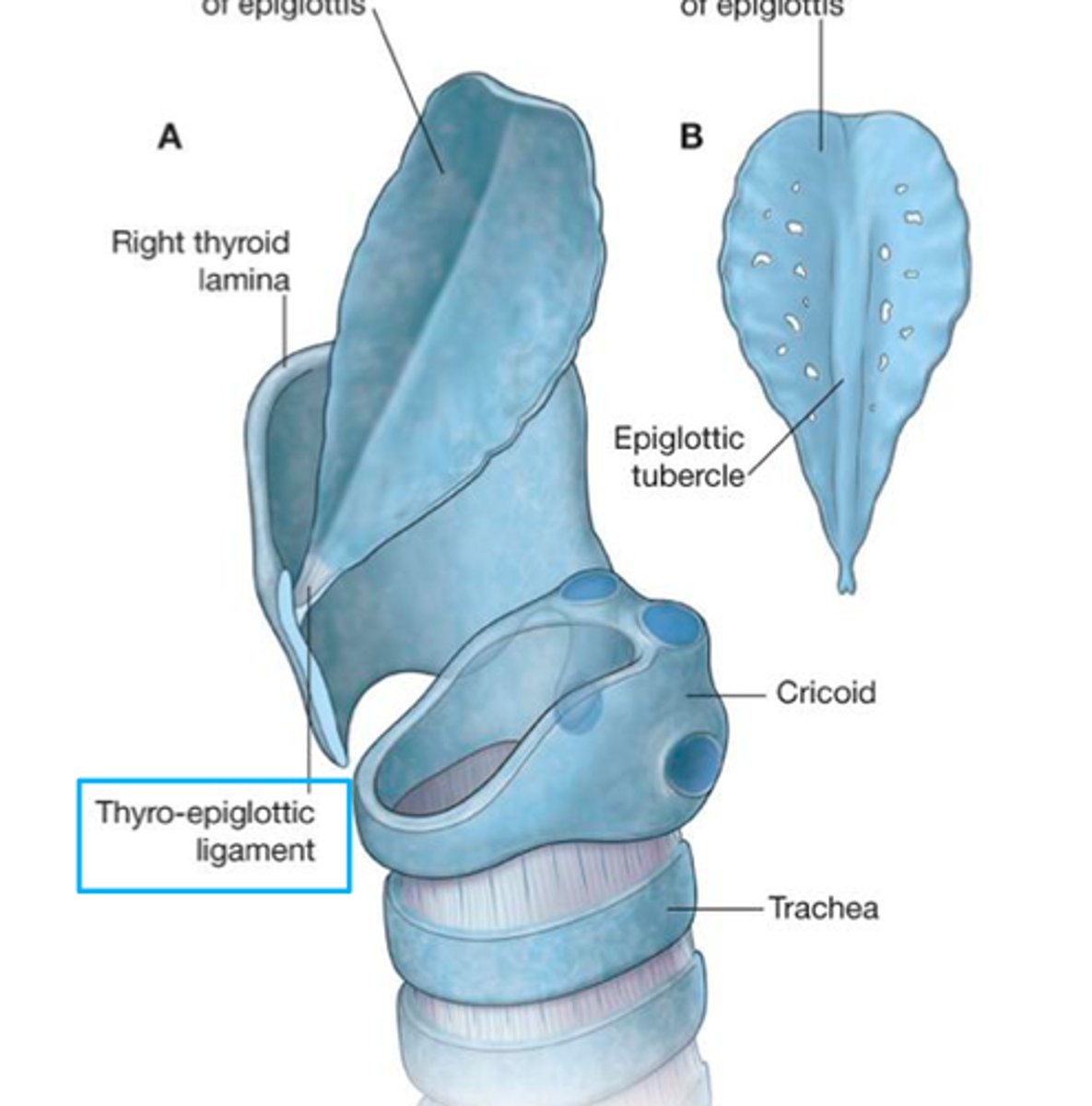 <p>A thin, leaf-shaped valve that allows air to pass into the trachea but prevents food and liquid from entering.</p>