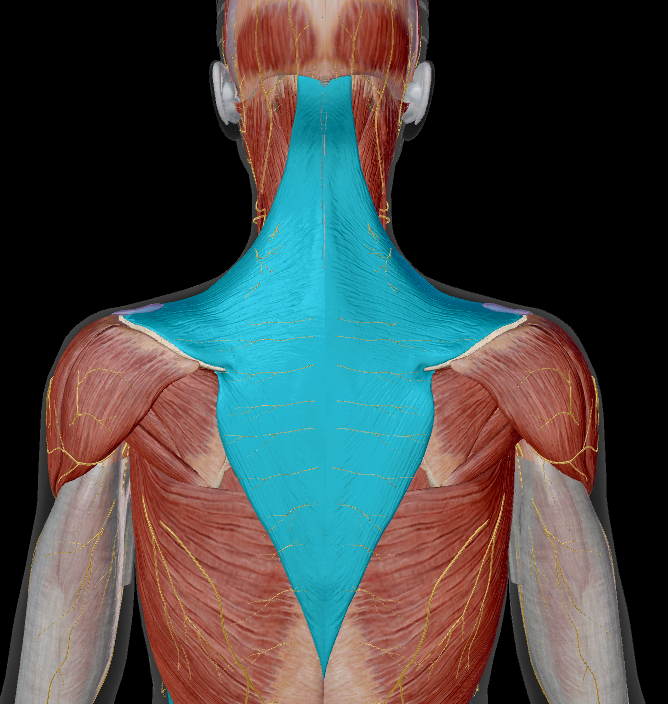 <p>name the muscle + action</p>