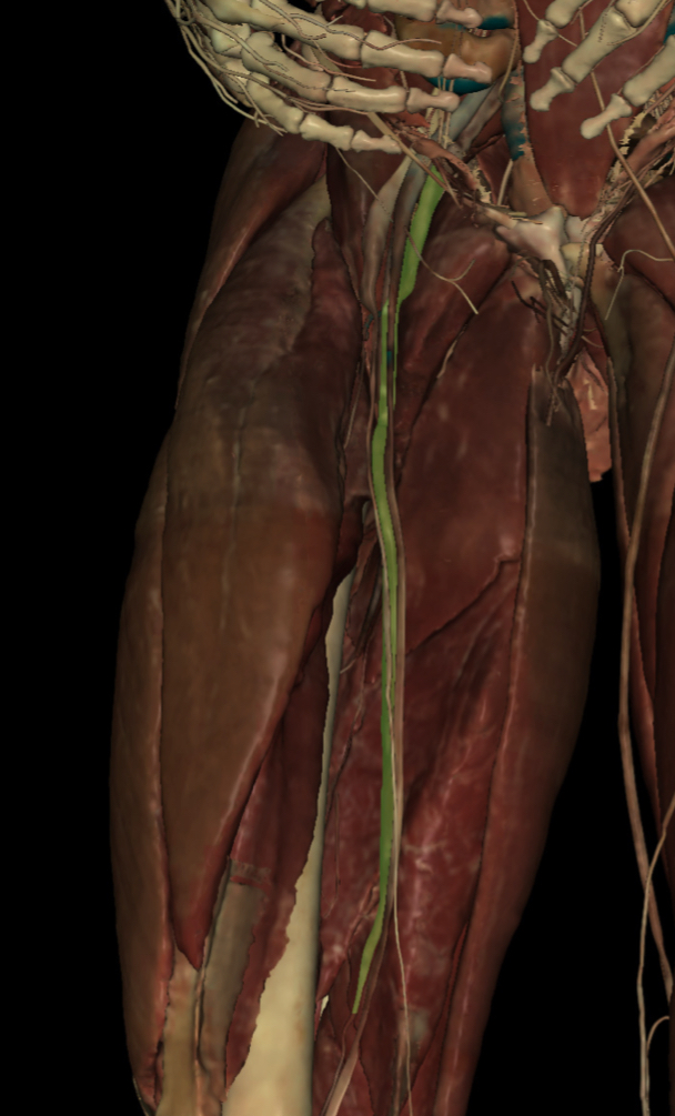 <p>Identify the Structure</p>