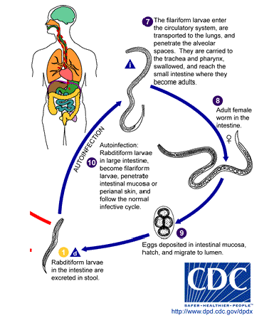 <ul><li><p><span>Eggs laid in gut hatch into rhabditiform larvae</span></p></li><li><p><span>Mature into filariform larvae</span></p></li><li><p><span>Penetrate intestine, migrate to lung</span></p></li><li><p><span>Asexual reproduction</span></p><ul><li><p><span>Only female worms present</span></p></li></ul></li></ul><p></p>