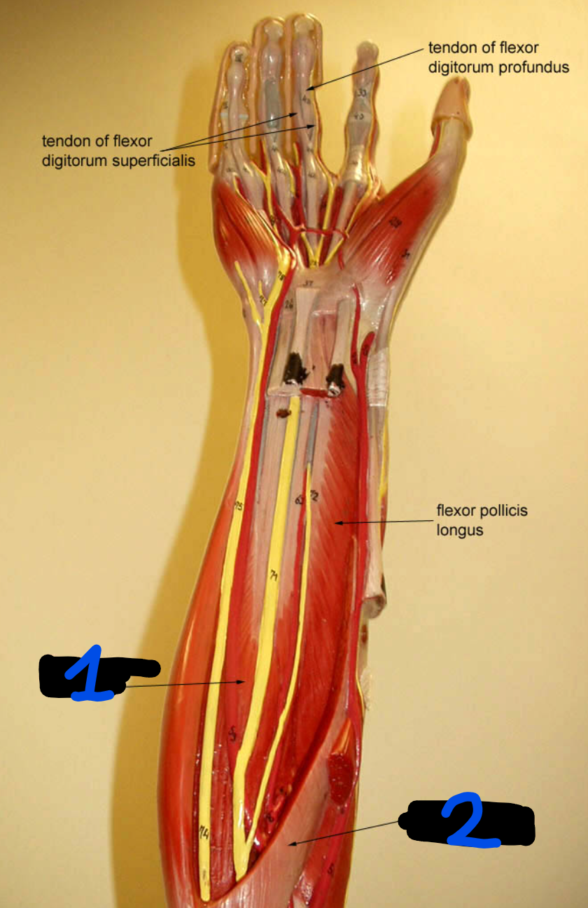 <p><span style="font-family: Arial, sans-serif">Name the muscle found at 1 and 2</span></p>