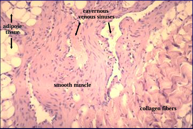 <p>Corpus cavernosum, canine penis. </p><p>The corpus cavernosum is characterized by an abundance of smooth muscle which surrounds the cavernous sinuses</p>