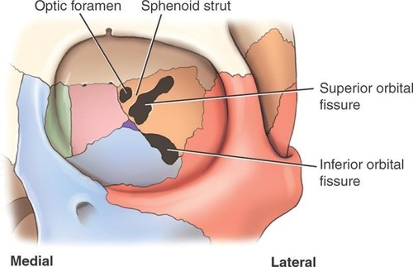 <p>Optic nerve (CN II) exits the orbit here, Ophthalmic artery enters the orbit here.</p><p>- aka optic canal</p><p>- communication between orbital cavity and middle cranial fossa</p>