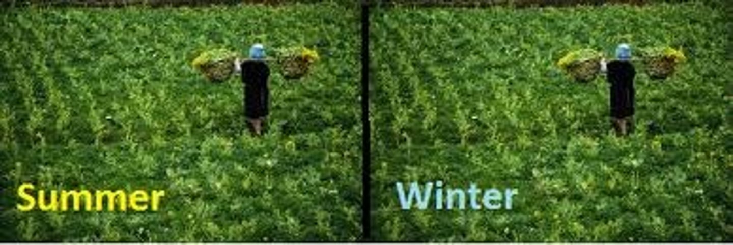 <p>a second crop is planted after the first has been harvested</p>