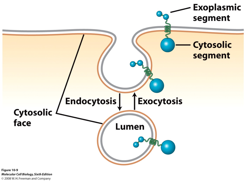 <ul><li><p>MHC 1 proteins are synthesized in ER membrane w/ a fixed orientation </p><ul><li><p>luminal side of ER = extracellular side after secretion, cytosolic domains always face the cytosol</p></li></ul></li><li><p>during transport (ER → Golgi → PM), proteins move in vesicles</p></li><li><p>vesicle fusion does NOT flip membranes (cytosolic leaflet remains cytosolic, luminal leaflet becomes extracellular)</p><ul><li><p>in other words, the fusion of a membrane vesicle to the cell surface maintains the membrane polarity</p></li></ul></li></ul><p></p>