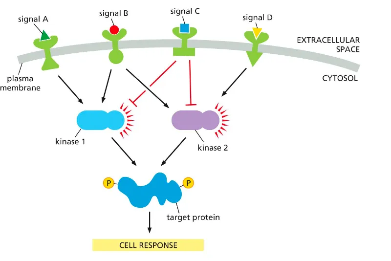 <ul><li><p>Different receptors (signals A–D) activate or inhibit shared kinases (kinase 1 and kinase 2), which can both converge on the same target protein.</p></li><li><p>The balance of activating and inhibitory inputs on these kinases determines the phosphorylation state of the target and thus the overall cell response.</p></li></ul><p></p><p></p>