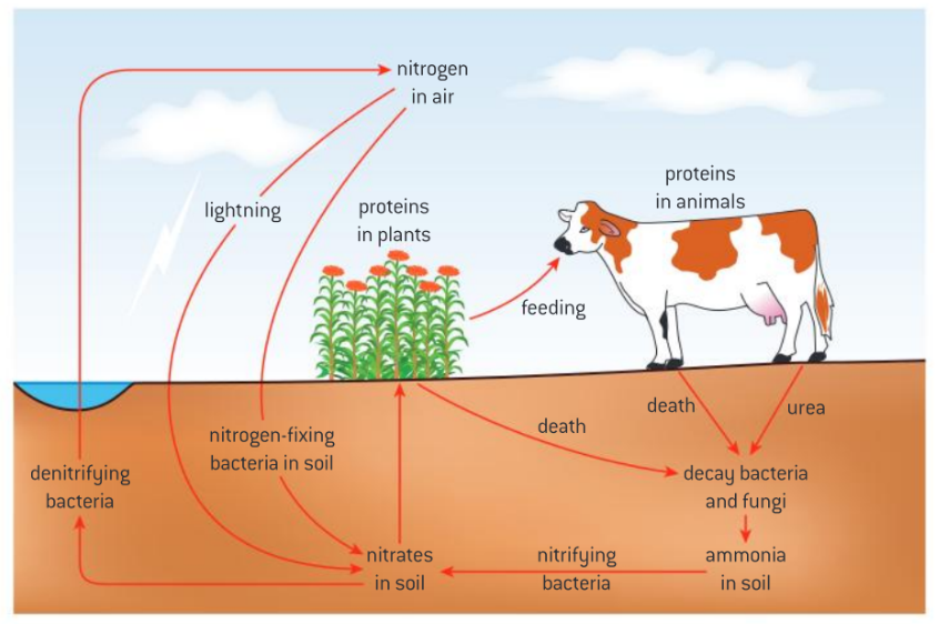 <p>For plants to take up nitrogen, it must be in the form of <strong>ammonium ions</strong> or <strong>nitrates</strong></p><p>It can be throught of in three basic stages: nitrogen fixation, nitrification, denitrification</p>