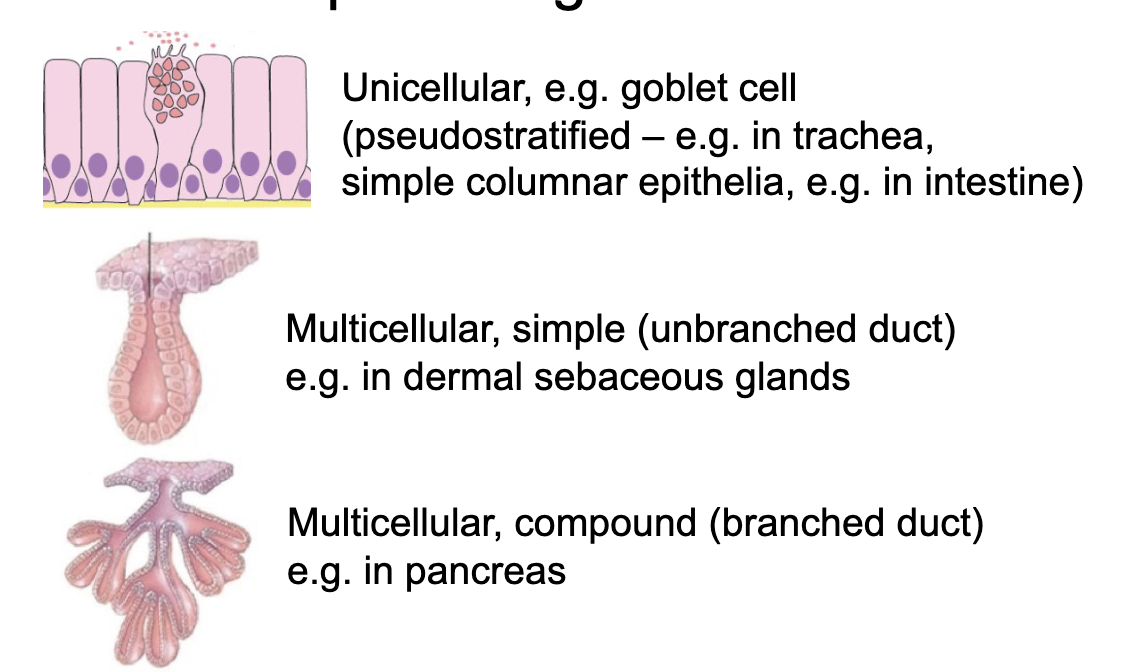 <p>unicellular</p><p>multicellular, simple (unbranched)</p><p>multicellular, compound (branched)</p>
