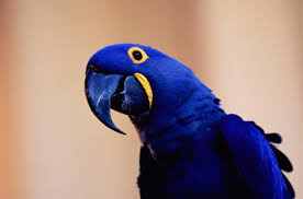 <p>Hyacinth Macaw </p>