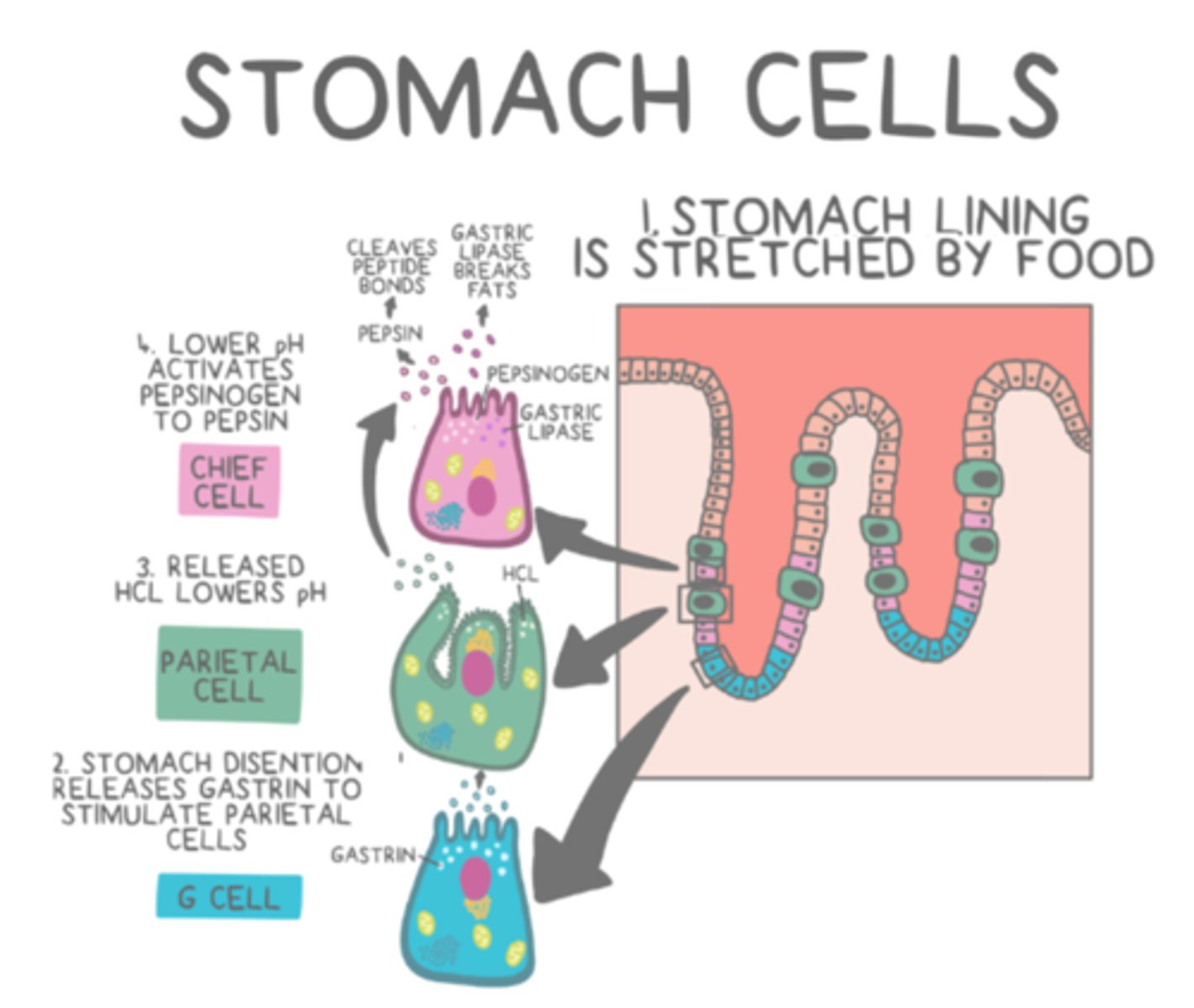 <p>breakdown triglycerides --&gt; fatty acids + monoglycerides</p>