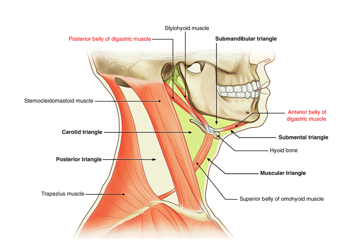 <p>T/F The digastric muscle</p><p><strong>T -</strong> A. has a motor innervation from nerves of the branchial arches</p><p><strong>T -</strong> B. is inferior to the submandibular gland</p><p><strong>F -</strong> C. is attached to the ramus of the mandible</p><p><strong>T -</strong> D. is superficial,to the hypoglossal nerve</p><p><strong>F -</strong> E. is deep to the carotid sheath.</p><p></p>