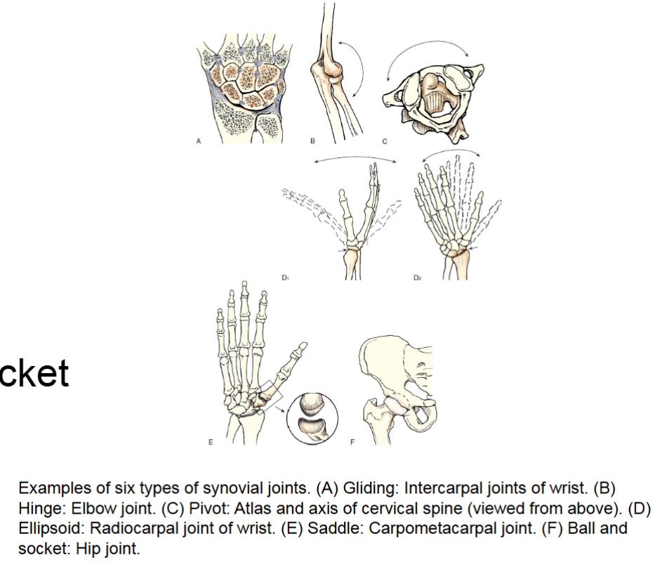 <p>joint permits wide range of motion freely movable. most complex joints in body. they’re enclosed by articular capsule outer layer of this capsule is called fibrous capsule. </p><p>have accessory soft tissues</p><p>meniscus- act as shock absorbers </p><p>bursae- reduce friction between skin and bones tendons and bones and muscles and bones. </p><p>six types all freely movable- gliding, hinge, pivot, ellipsoid, saddle, ball and socket (table 2.4 pg 64) </p>