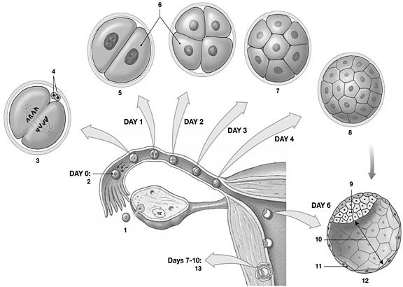 <p><span>Figure 29-1 Early Human Development<br><br><em>Use Figure 29-1 to answer the following questions:<br><br><br></em>What is the developmental fate of "9"?</span></p>