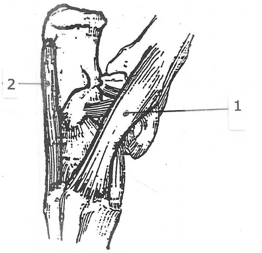 <p>Label the tendons of the hock</p>
