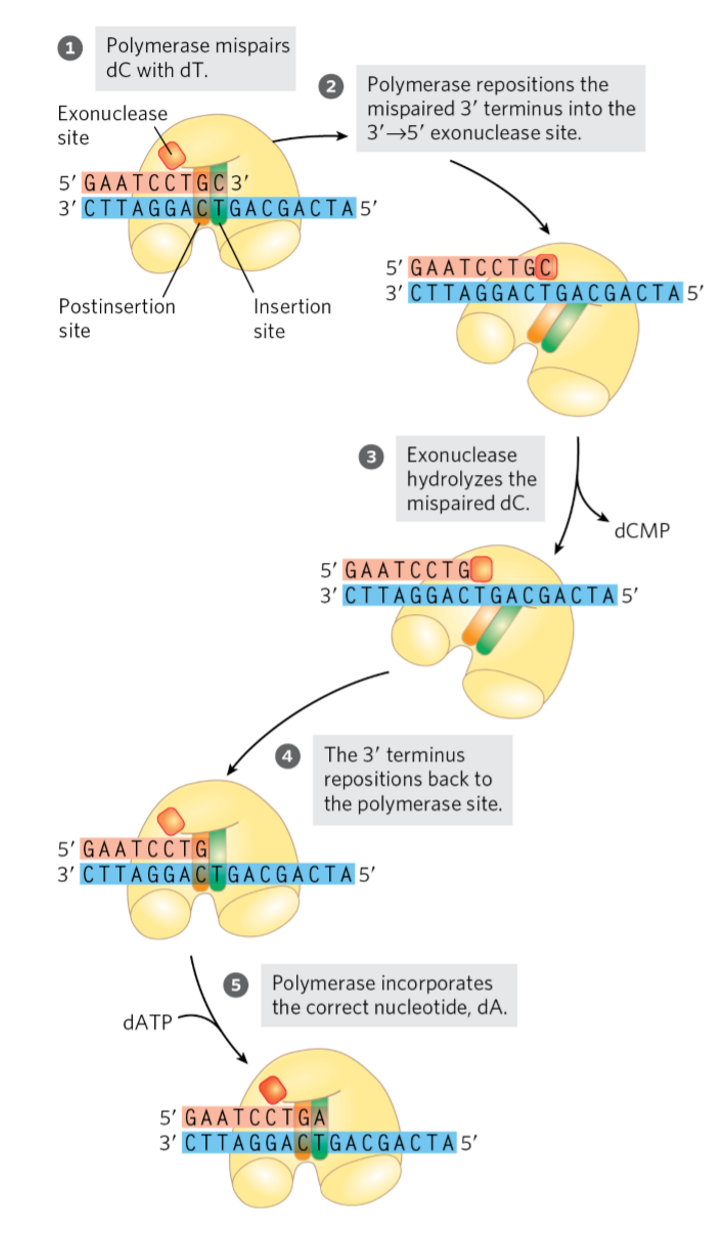 <p>translocation of enzyme inhibited when wrong NT added</p><ul><li><p>3’→5’ exonuclease activity → removes newly added NT</p><ul><li><p>domain flips to active site</p></li><li><p>mismatch fits into space for mismatched bases </p><ul><li><p>favours non-Cannonical BPs</p></li></ul></li><li><p>exonuclease cleaves off NT</p></li></ul></li></ul><p></p>