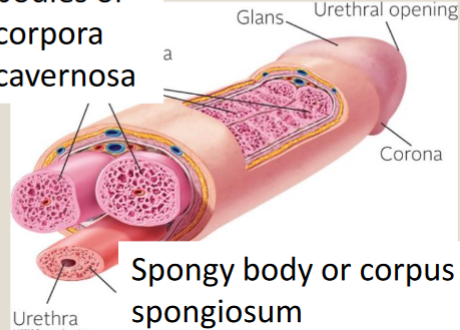 <p>Spongy body (corpus spongiosum) </p>