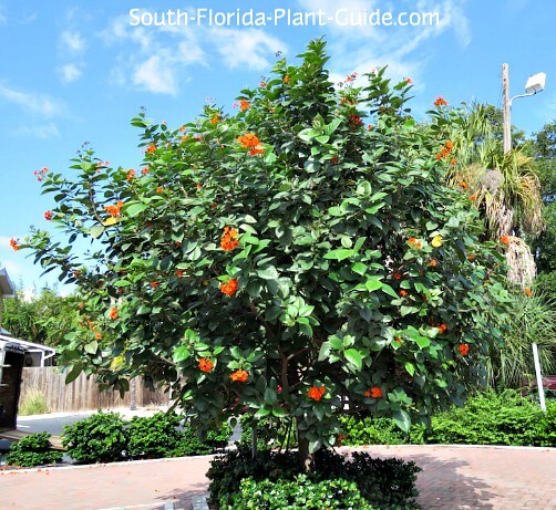 <p>Orange Geiger Tree</p><p>Bright orange flowers</p>