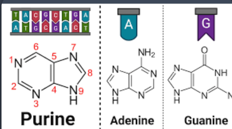 <p>2 fused rings </p><p>(adenine and guanine) </p>