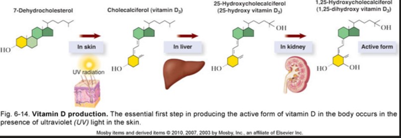 <p>produces vitamin D</p><ul><li><p>skin + UV = cholecalciferol (precursor) </p></li><li><p>blood transports precursor → liver &amp; kidneys = vitamin D</p></li><li><p>vita D = hormone </p></li></ul>