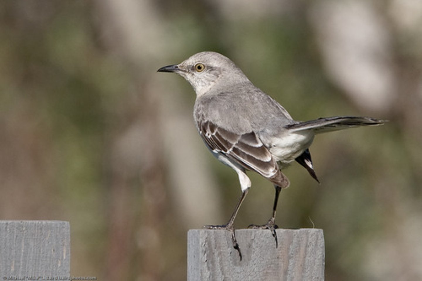 <p>Passeriformes Mimidae</p>