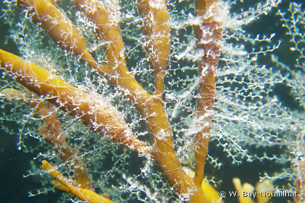 <p>Shumëzimi i llojit Obelia Geniculata (klasa: Hidrozoa)</p>