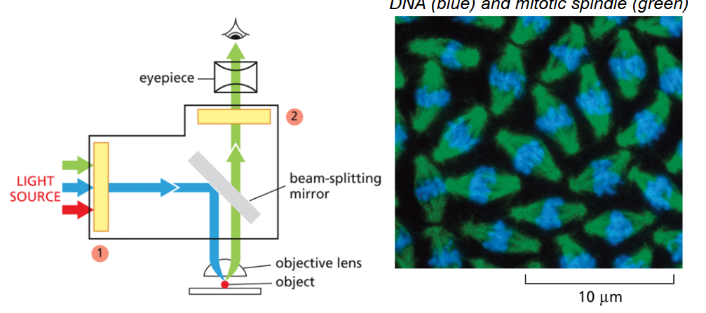 <ul><li><p>Resolution: 0.2 μm</p></li><li><p>Cellular structures are labeled with fluorescent molecules (dyes, antibodies)</p></li><li><p>The fluorescent molecules are excited, then emit light of a different wavelength</p></li></ul><p></p>