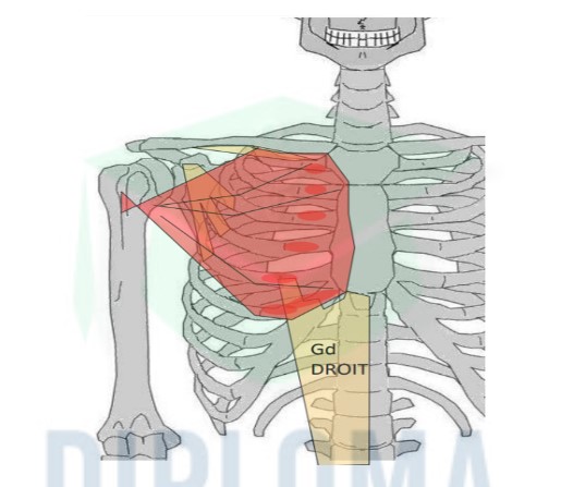 <ul><li><p>origine : → bord ant de la clavicule → manubrium +  corps du sternum → côtes 2 à 6 → gaine aponévrotique du grand droit de l&apos;abdomen</p></li><li><p>terminaison : lèvre externe de la coulisse bicipitale (= sillon bicipital)</p></li></ul>