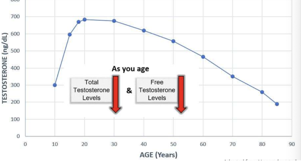 <p>Total and free testosterone levels declines with age (dips after 20-30y/o)</p>